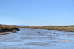 Guadalupe River Trail