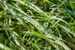 Water on Grass