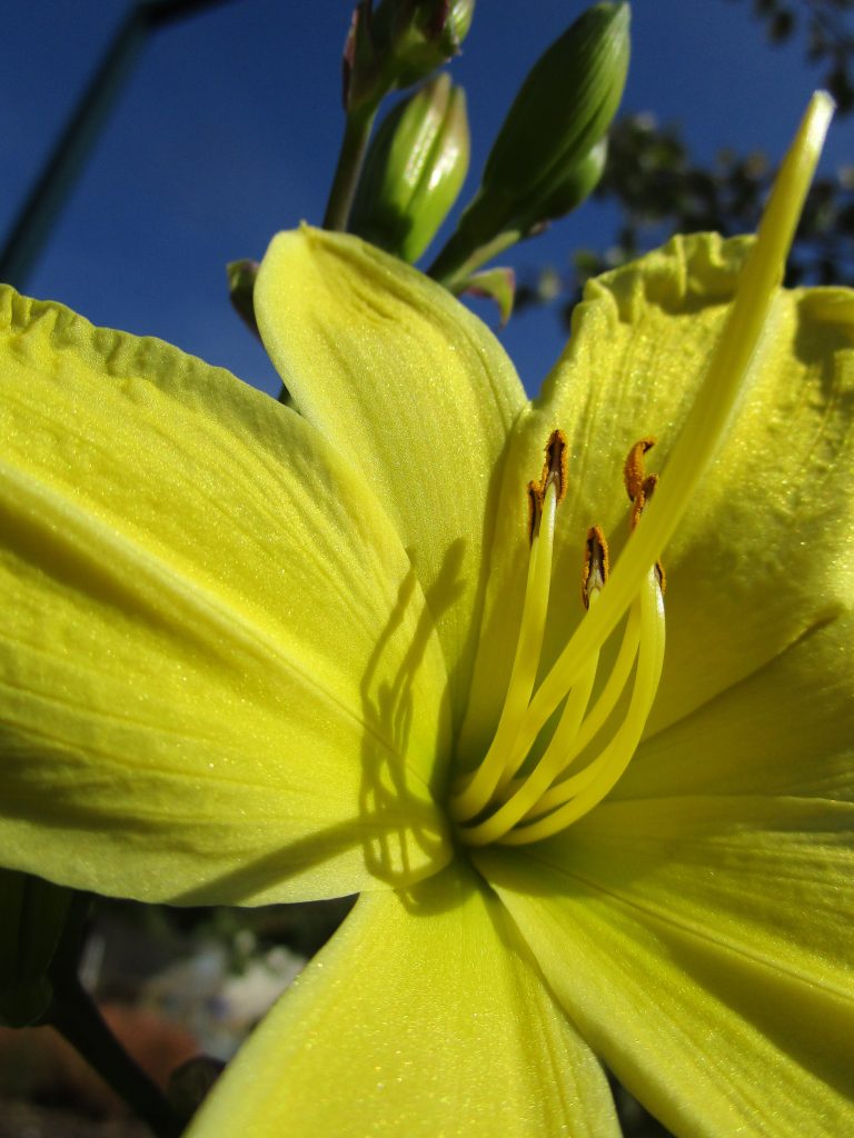 West San Jose Flower