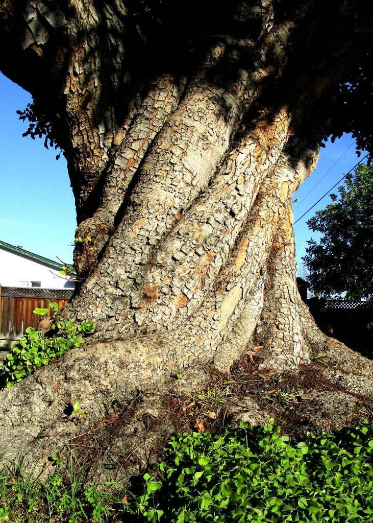 Twisted Tree in San Jose