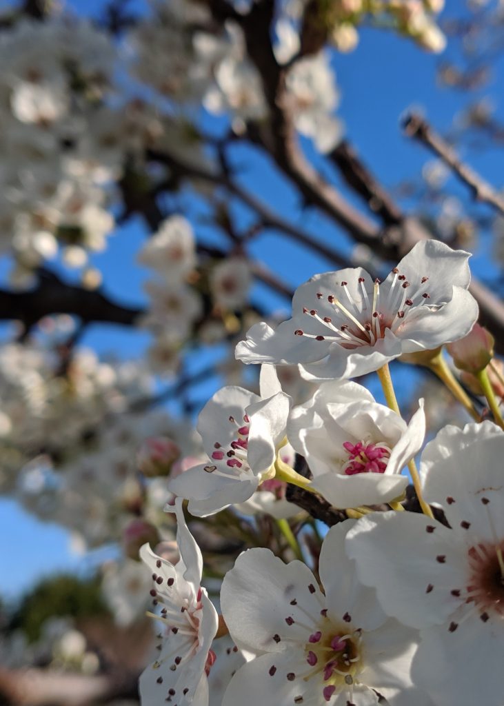 Tree bloom in San Jose