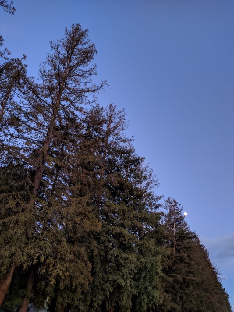 Moon on the tree wall