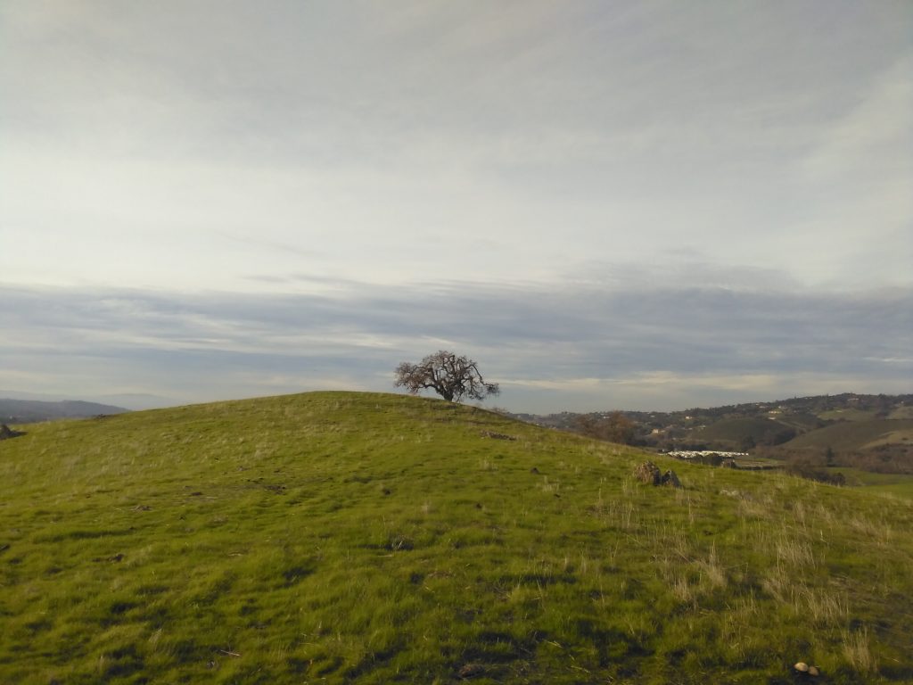 Tree in Santa Clara County Park