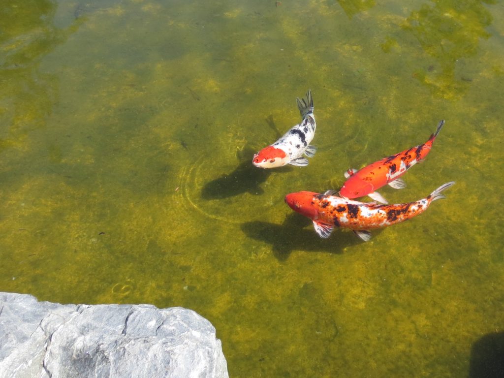 Japanese Friendship Garden Koi Fish