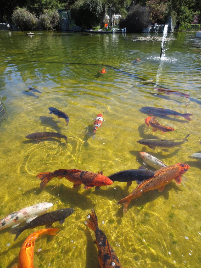 Japanese Friendship Garden Koi Fish