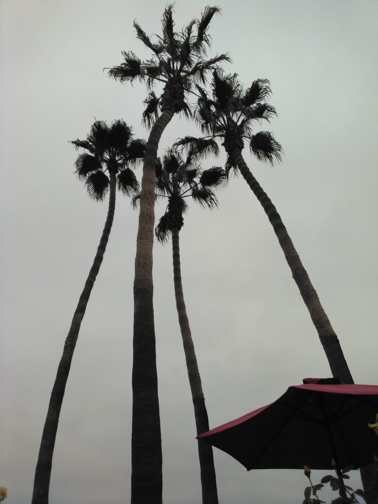 Palm trees on a cloudy day