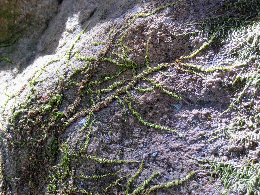 Moss at Chitactac-Adams County Park