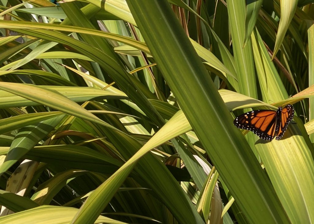Monarch